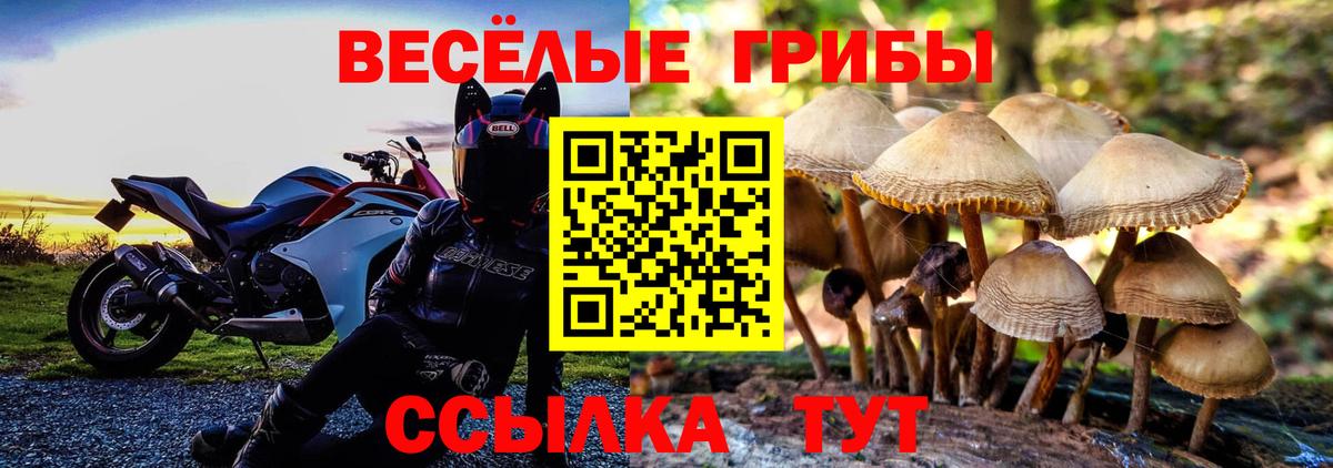 Псилоцибиновые грибы Psilocybe Мичуринск